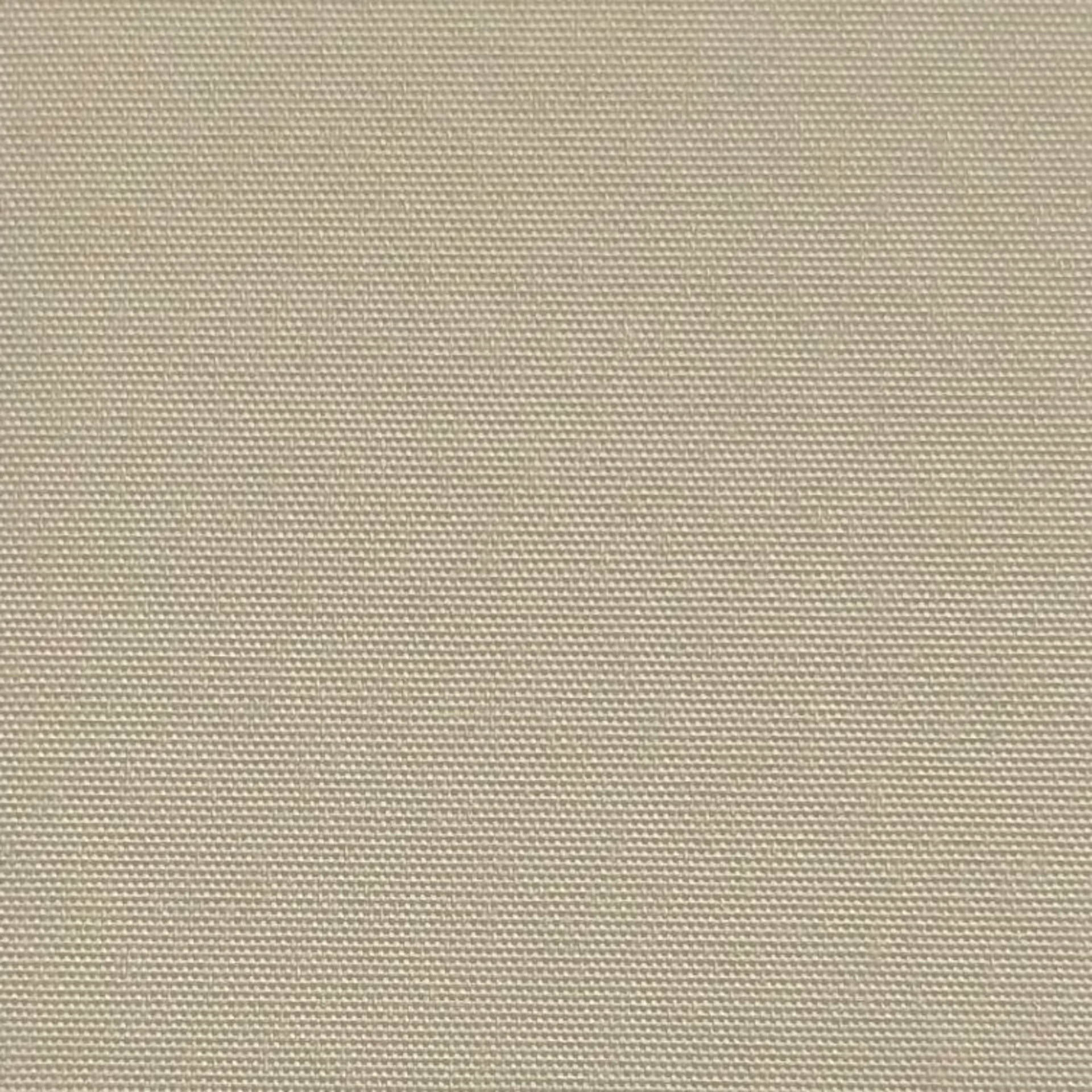 Plain Magnolia thumbnail 2